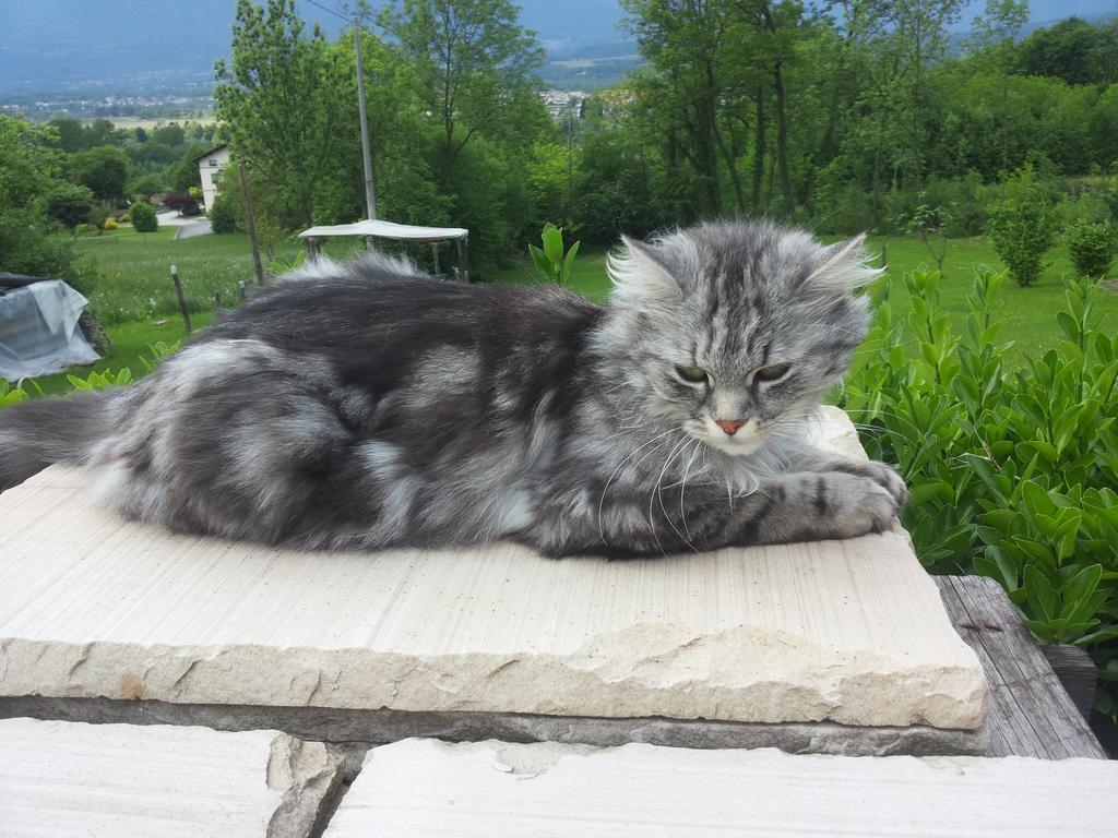 B&B Alla Lanterna Trichiana Екстер'єр фото